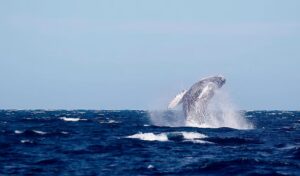 Profepa realiza operativo sobre observación responsable de ballenas en Nayarit