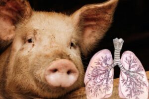 España alerta a la OMS por posible transmisión de gripe porcina entre humanos