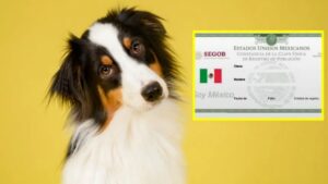 Lomito con papeles en regla; ahora hasta el firulais ya tiene CURP 