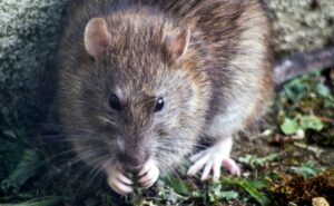 Secretaría de Salud emite aviso epidemiológico por hantavirus
