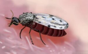 Muere en Francia un hombre infectado con el virus shamonda